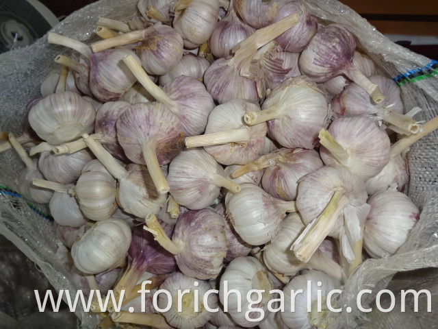 New Crop Garlic Price